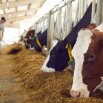 O bem-estar animal ganhou destaque na pecuária moderna e João Eustáquio De Almeida Junior explica por que esse tema se tornou tão essencial no campo.
