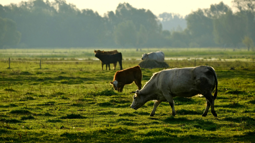 Entenda por que o bem-estar animal se fortaleceu na pecuária e como João Eustáquio De Almeida Junior analisa essa evolução no setor.