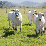 Mato Grosso lidera abates de bovinos e impulsiona produção no Brasil