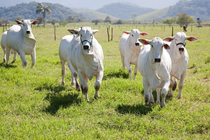 Mato Grosso lidera abates de bovinos e impulsiona produção no Brasil
