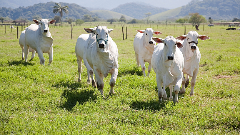 Mato Grosso lidera abates de bovinos e impulsiona produção no Brasil
