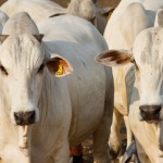 Tecnologia na Pecuária e Recorde no Mato Grosso: Como a Inovação Está Transformando a Pecuária no Brasil