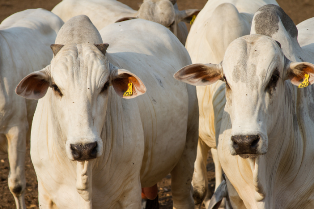 Tecnologia na Pecuária e Recorde no Mato Grosso: Como a Inovação Está Transformando a Pecuária no Brasil