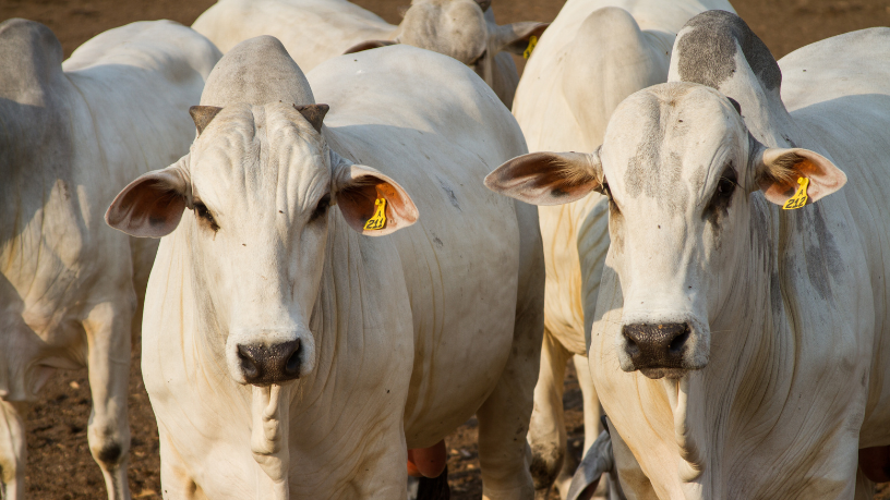 Tecnologia na Pecuária e Recorde no Mato Grosso: Como a Inovação Está Transformando a Pecuária no Brasil