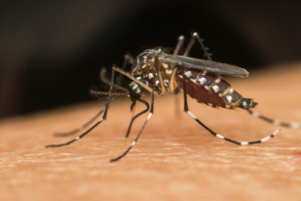 Primeira morte por chikungunya em 2026 é registrada em Mato Grosso