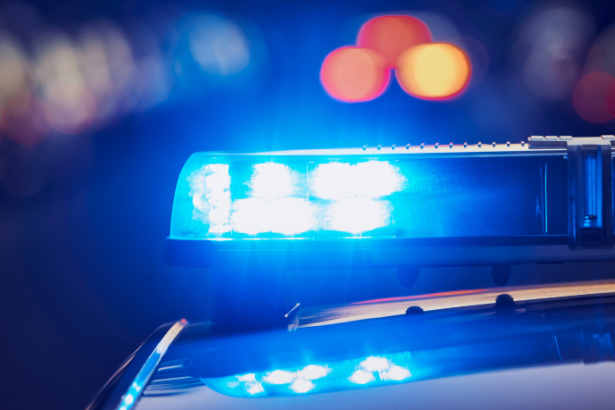 Tráfico de animais silvestres em Cuiabá: o que a apreensão revela sobre um problema crescente no Brasil