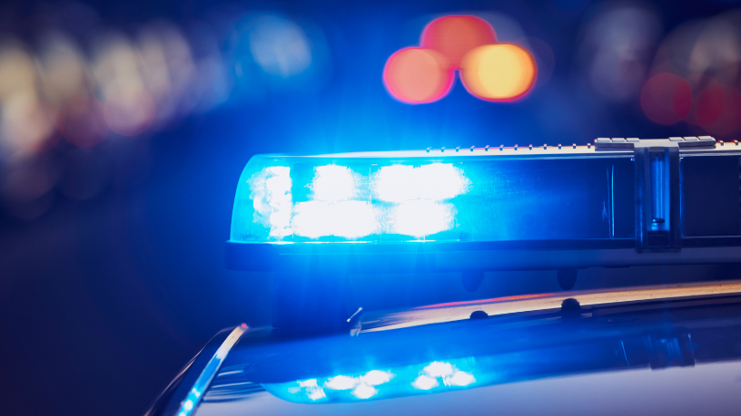 Tráfico de animais silvestres em Cuiabá: o que a apreensão revela sobre um problema crescente no Brasil