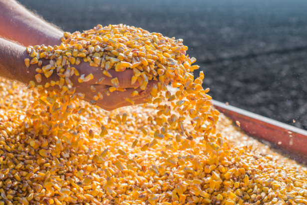 Demanda do milho em Mato Grosso dispara e revela nova dinâmica do mercado agrícola brasileiro