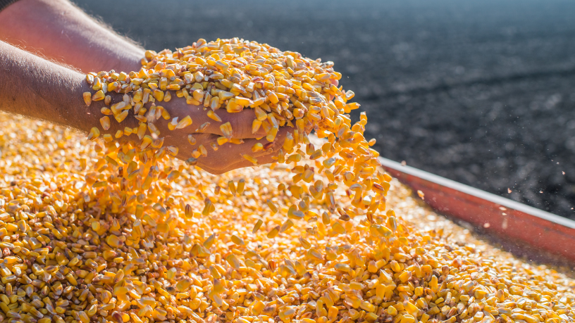 Demanda do milho em Mato Grosso dispara e revela nova dinâmica do mercado agrícola brasileiro