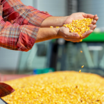 Safrinha de milho em Mato Grosso preocupa: risco climático pode impactar produtividade e rentabilidade