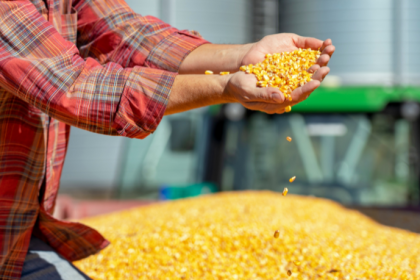 Safrinha de milho em Mato Grosso preocupa: risco climático pode impactar produtividade e rentabilidade