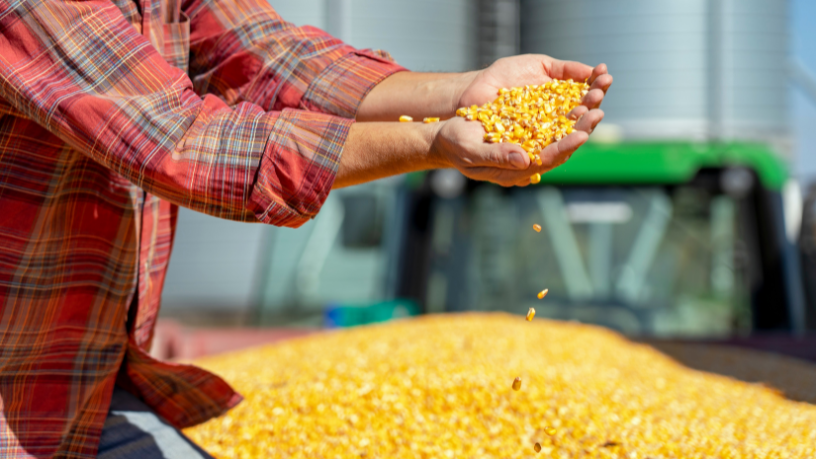 Safrinha de milho em Mato Grosso preocupa: risco climático pode impactar produtividade e rentabilidade