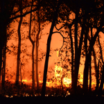 Área queimada no Pantanal salta 770% em 2026 mesmo após redução histórica do fogo no país