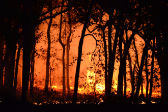 Área queimada no Pantanal salta 770% em 2026 mesmo após redução histórica do fogo no país