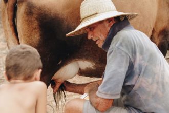 Homem idoso e criança ordenham uma vaca ao ar livre em uma propriedade rural brasileira.